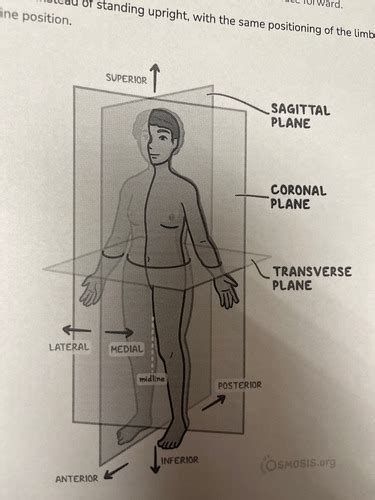 Anatomy Mod 1 Midterm Flashcards Quizlet