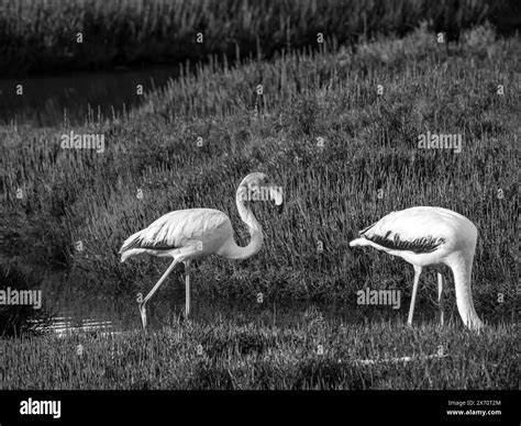 Flamingo habitat Black and White Stock Photos & Images - Alamy