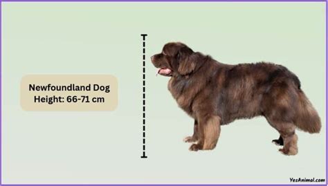 Newfoundland Dog Size: How Big Are They Compared To Others?