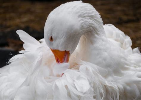 Sebastopol Goose: All You Need to Know - The Happy Chicken Coop