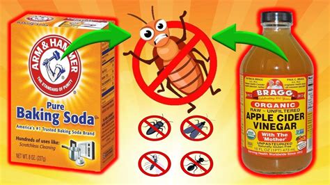 Expert Tips For Pest Control With Baking Soda And Vinegar Cockroaches Ants Drain Flies Rats