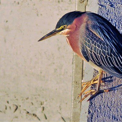 Real Amateur Gay Videos Lalafmake