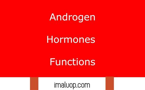 Androgen Hormones Functions - Imaluop - IMALUOP