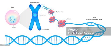 세포 염색체 히스톤 및 Dna의 다이어그램 게놈 서열 데옥시리보핵산 구조 유전학 연구를위한 벡터 Dna에 대한 스톡 벡터 아트