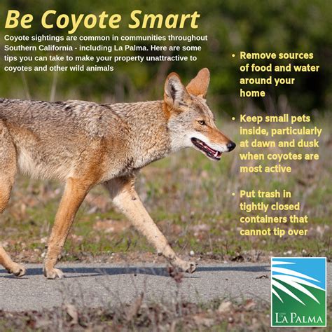 Domestic Coyote