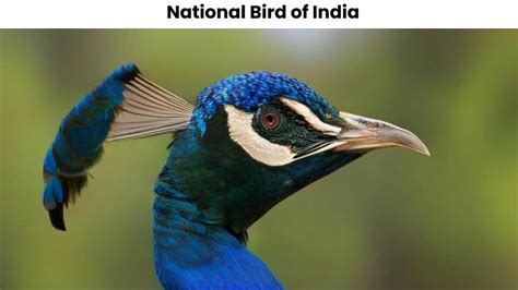 National Bird of India - Explore | Yatra - e - Hind