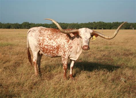 El Coyote Ranch Photo Gallery Texas Longhorns And Information Page