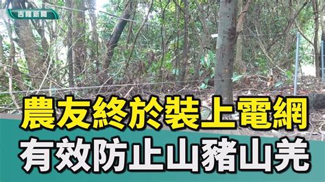 基隆張耿輝李文良電網山豬山羌綠竹筍啃食七堵瑪東里終於不用獵人幫忙 農友裝電網有效防山豬山羌 Youtube