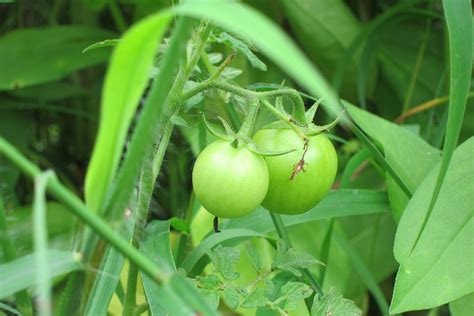 Tomato Plant Green Free Photo On Pixabay Pixabay