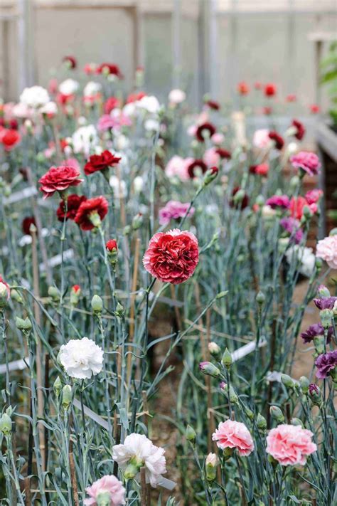 Many Different Colored Flowers Growing In A Garden