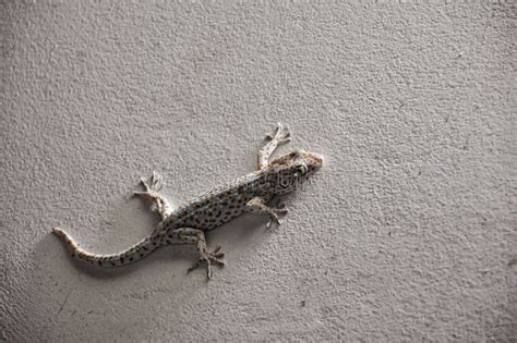 Scary Gecko Climbs And Sticks On The Cement Wall In Toilet - Sourteast ...