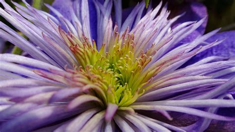 Crystal Fountain Clematis Steen Jeppesen Flickr