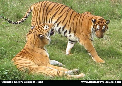 wildlife tours  india blog