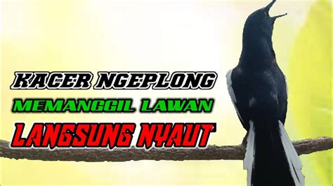 Terapi Dasar Kacer Ngeplong Untuk Pancingan Awal Kacer Bahan Supaya