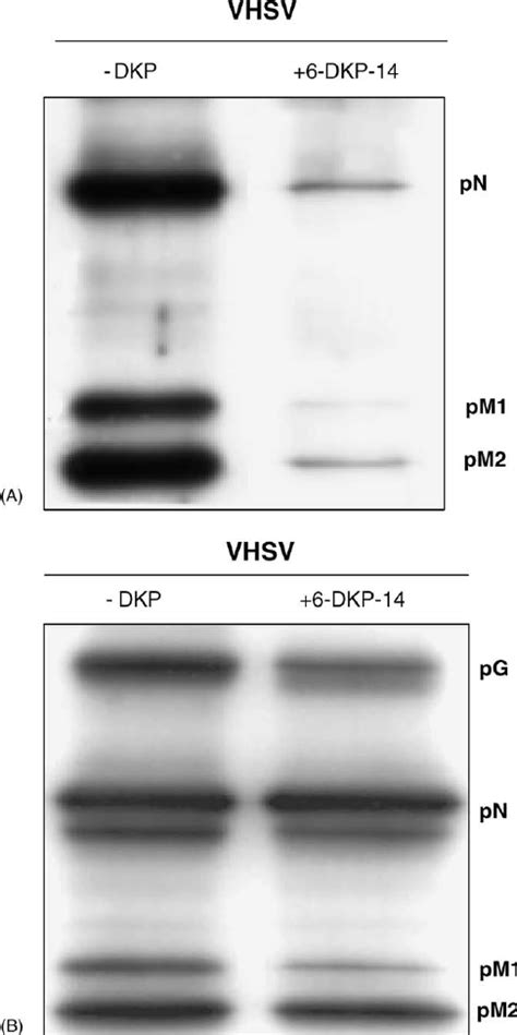 Influence Of 6 DKP 14 On VHSV Protein Accumulation In VHSV Infected