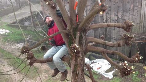 Come Potare Un Acero Guida Pratica Per Grandi Alberi Giardino Del