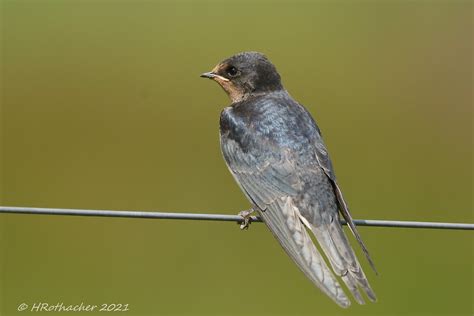 Hirondelle Rustique Hirundo Rustica Barn Swallow Flickr