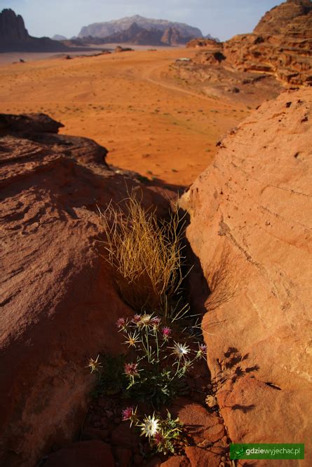 Pustynia Wadi Rum W Jordanii Na Du Ych Zdj Ciach Relacja I Porady