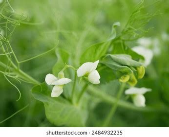 Nutrition Legumes Images Stock Photos And Vectors Shutterstock