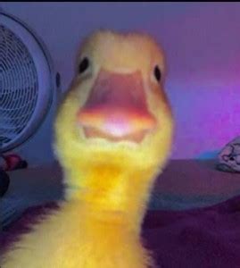 Create meme "duck duck, duck selfie, the duckling is cute" - Pictures ...