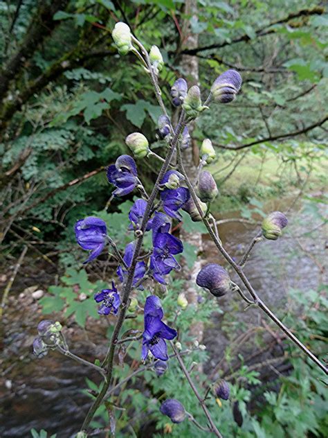 Blauer Eisenhut Aconitum Napellus Ngidn Flickr