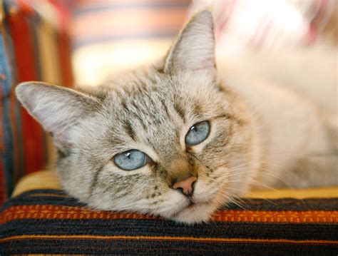 Kidney Failure in Cats - Feline Wellness Online