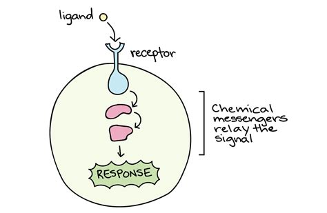 Cell Signaling An Interactive Introduction To Organismal And