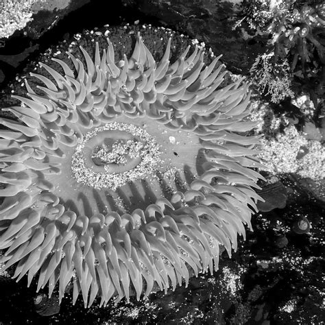 Sea Anemone In Black And White Flickr Photo Sharing