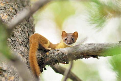 Species Spotlight Long Tailed Weasel Is Cute But Ferocious Western