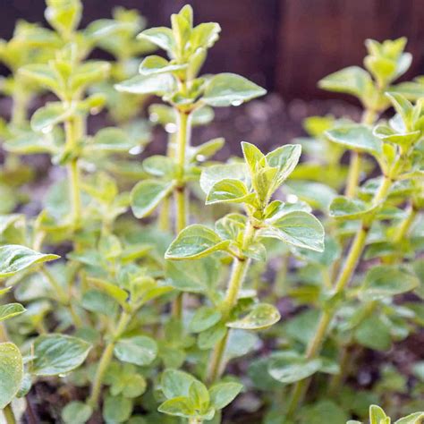 Fresh Oregano Leaves