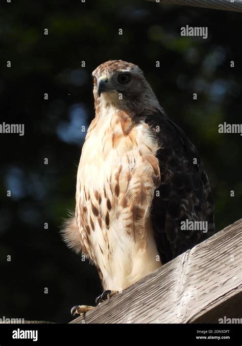 Red Tailed Hawk Close Up Stock Photo - Alamy