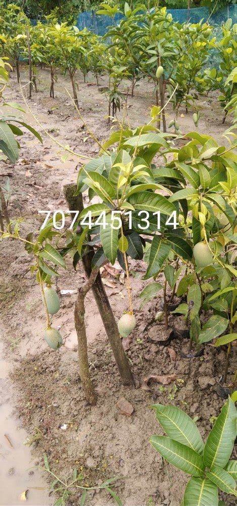 Full Sun Exposure Thai Katimon Mango Grafted Plant At 150 Piece In