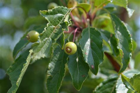 Green Crab Apple Tree