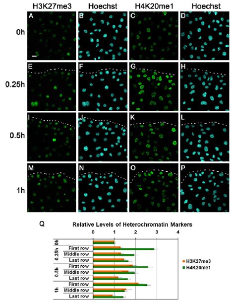 The Kinetics Of Elevation Of Facultative Heterochromatin Markers By