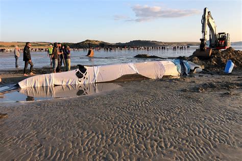 Finistère une baleine de 12 mètres sest échouée sur une plage