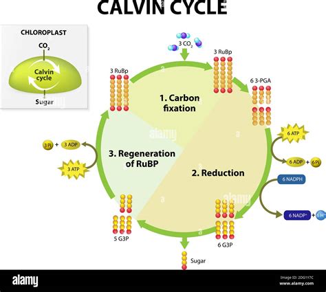 Photosynthèse Cycle De Calvin Dans Le Chloroplaste Le Cycle De Calvin