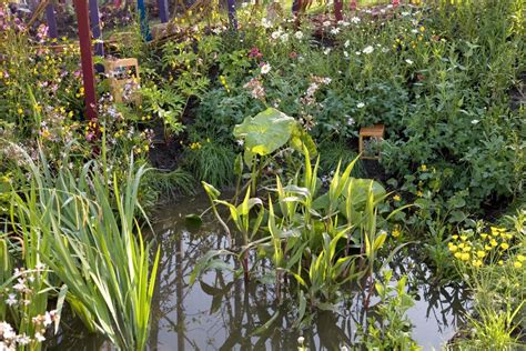 Vijverplanten Voor Een Goede Balans In Je Vijver Gardeners World