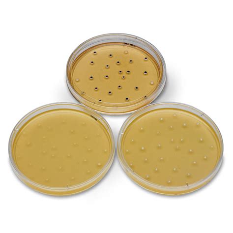 Student Bacteria Experiment Kit, 10 Plates, Nutrient Agar Solution ...