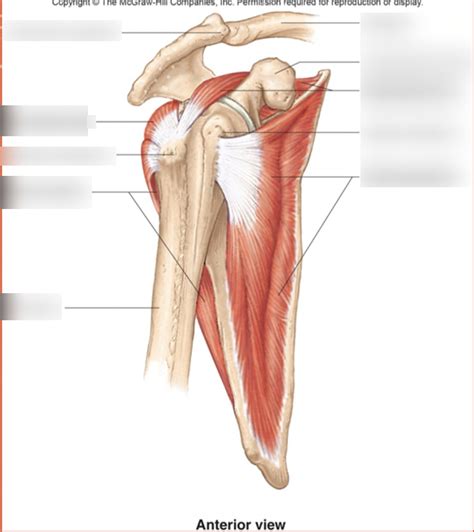 Rotator Cuff Muscles Diagram Quizlet