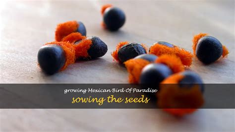 Growing Mexican Bird Of Paradise: Sowing The Seeds | ShunCy