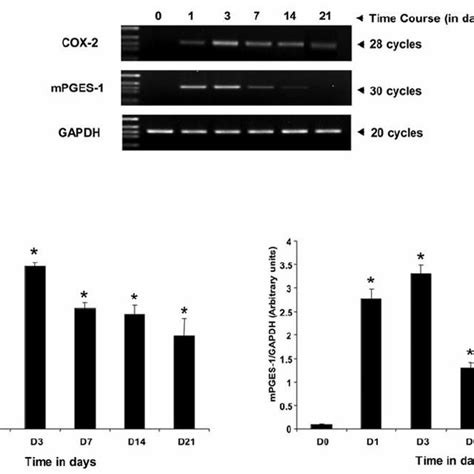 Temporal Mrna Expression Profile Of Cox 2 And Mpges 1 During The Time