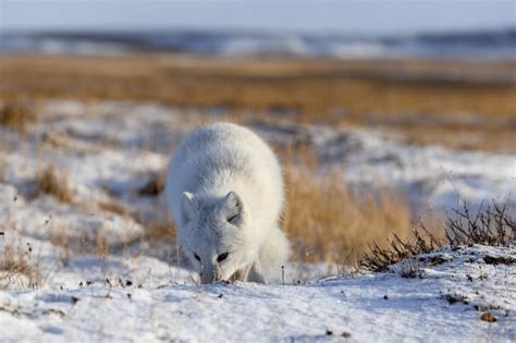 Raposa Do Rtico Vulpes Lagopus Na Tundra Wilde Raposa Do Rtico Na