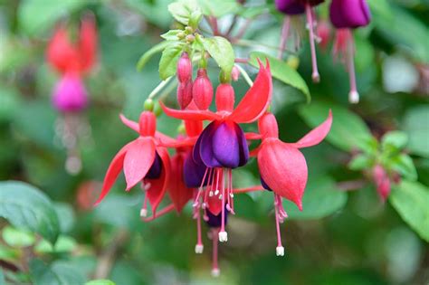 How To Harvest And Save Fuchsia Seeds Gardener’s Path