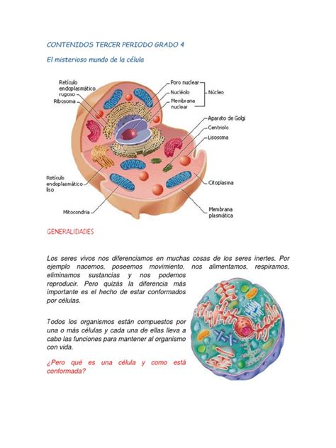 Contenidos Tercer Periodo Grado 4 La Celula Citoplasma Biología Celular