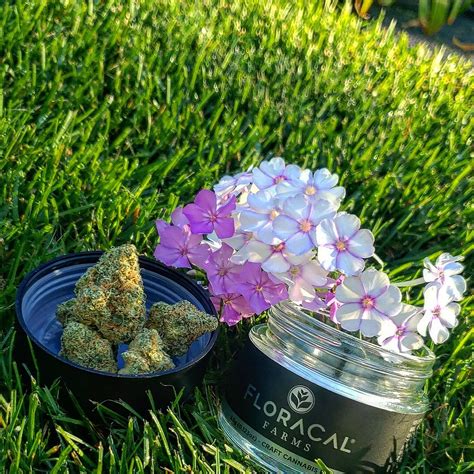 Cultivar Review Morning Dew By Floracal Farms Cresco The Highest