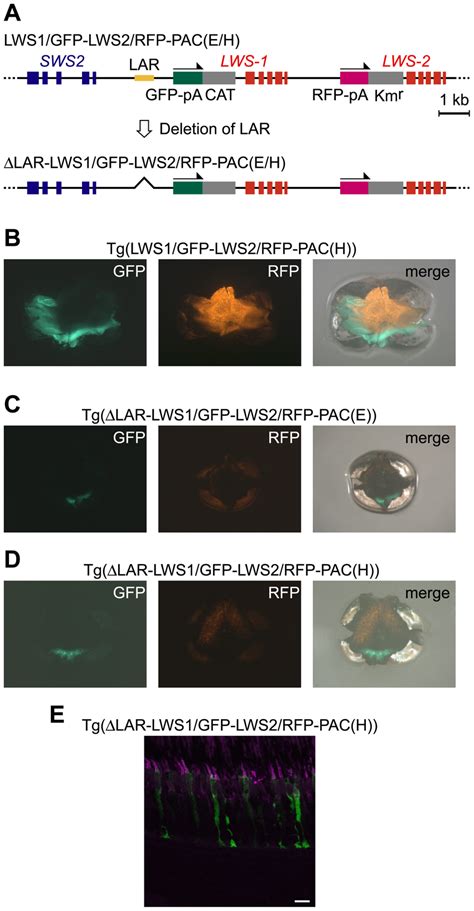 A Negative Effect Of Lar Deletion In The Reporter Gene Expression From