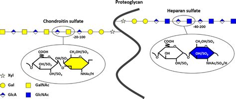 Heparan Sulfate And Chondroitin Sulfate Assembly On A Proteoglycan Core