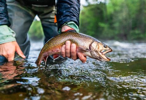 Trout Season Underway Gundagai Independent