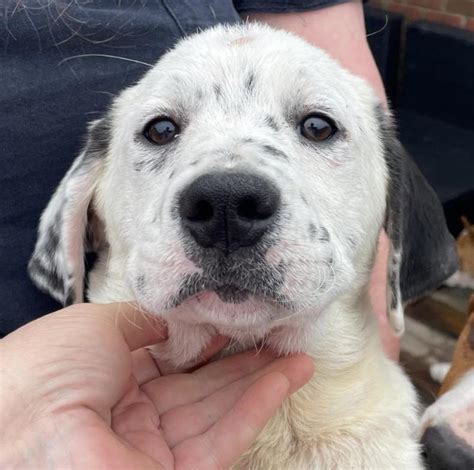 Dog For Adoption Spot Dixie A Labrador Retriever Mix In Woburn Ma