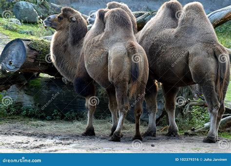 Bactrian Camels Camelus Bactrianus Stock Photo - Image of view ...